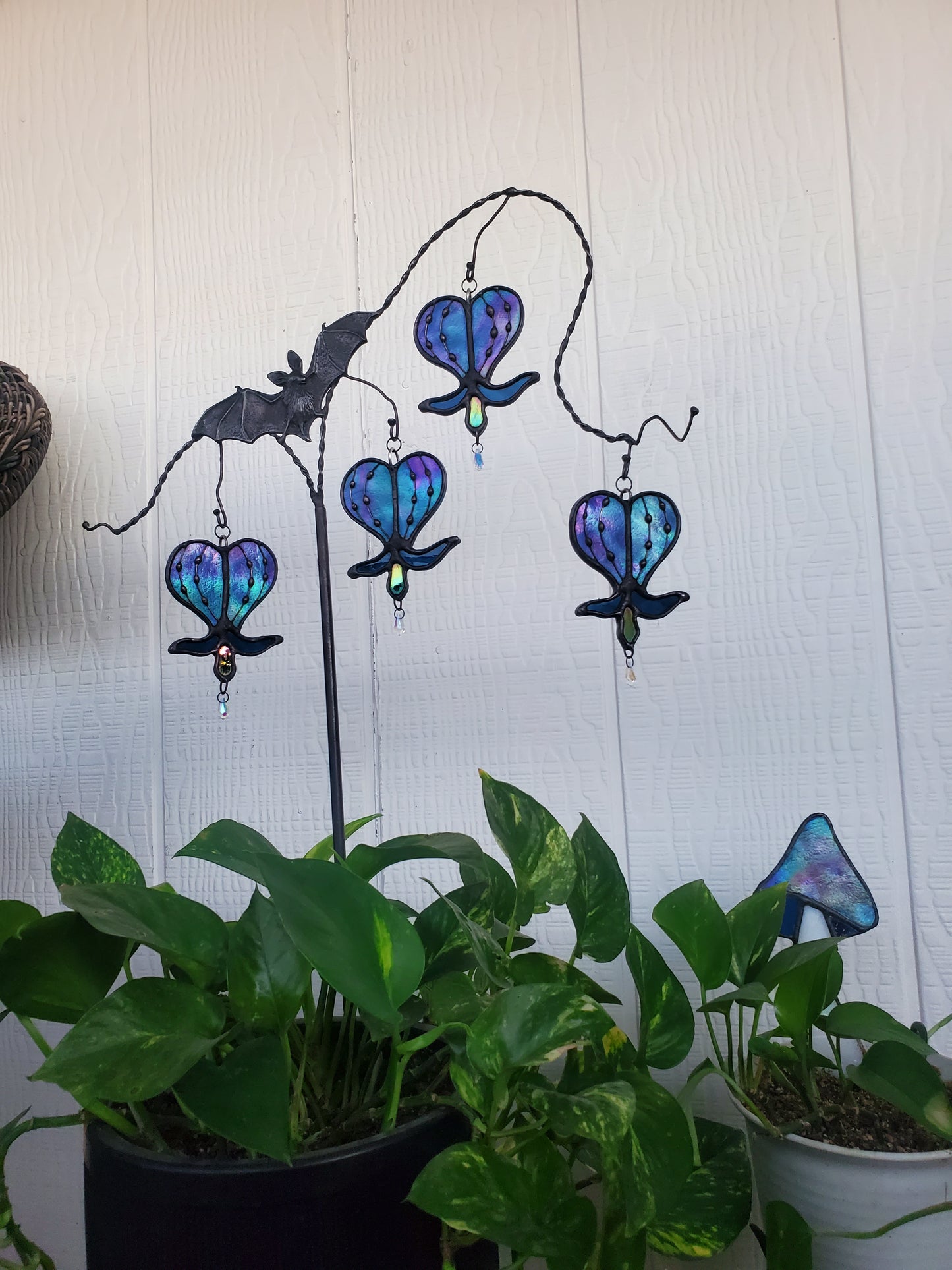 bleeding heart vine plant stake